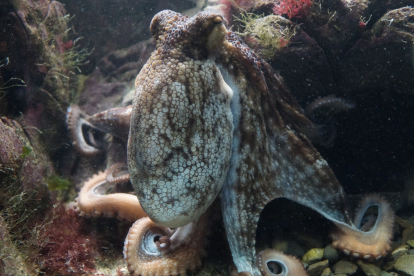 Sus chupones les permitirían detectar el peligro.