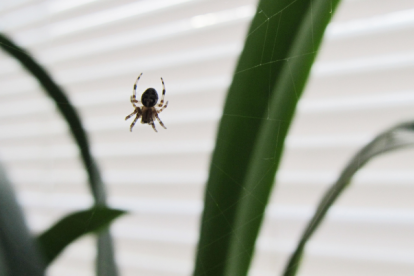 Las arañas pueden detectar sonidos de hasta 10 kilohercios de frecuencia.
