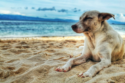 Había al menos cinco tipos de perros con distintas ascendencias genéticas.