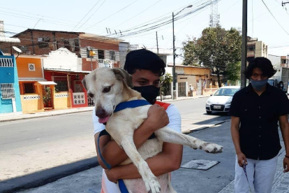 Los voluntarios asisten los fines de semana a la fundación para llenar de mimos a los rescatados.