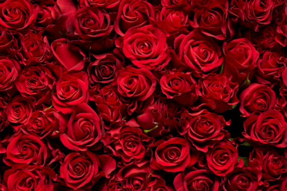 La industria mueve más de 800 millones de dólares al año y genera más de 100.000 empleos en el país.