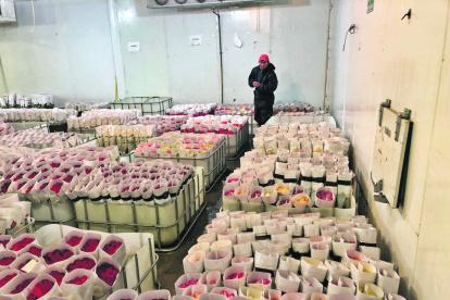 Desde mañana, las rosas pagarán un arancel del 0% para ingresar a EE. UU. Previamente era del 6,8 %.