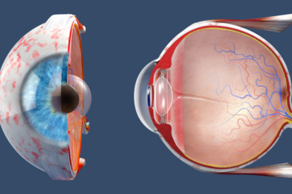 Los nuevos hallazgos, publicados en Cell Reports, sugieren que la córnea del ojo puede resistir la infección del nuevo coronavirus.