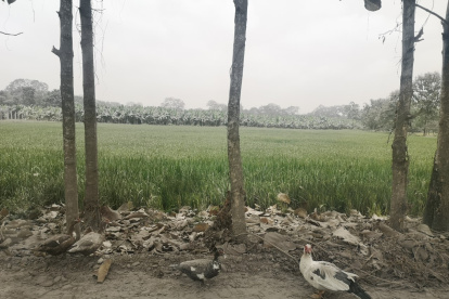 Los patos ayudan al sustento diario de las familias campesinas.