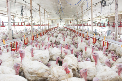 Entre el 90 y 95 % de la producción de pavos del año se consume únicamente en diciembre.