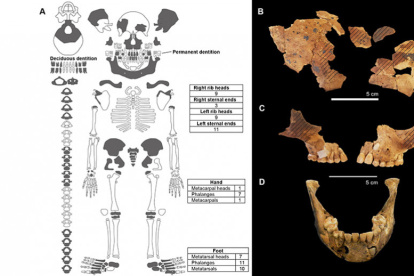Los huesos sombreados son los hallados en el entierro. A la derecha, la reconstrucción del rostro del niño enterrado.