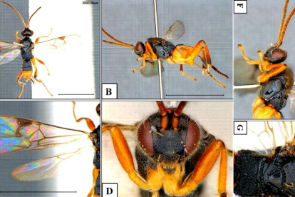 Imágenes de la avispa Godzilla que acompañan el estudio que analiza su comportamiento.
