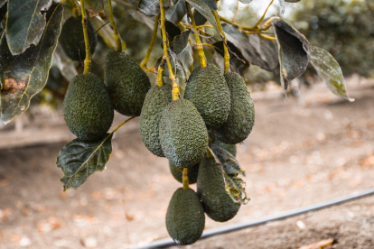 Desde Santa Elena también se quiere exportar.