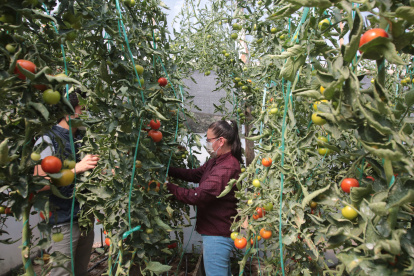 En El Trébol, Dora Carrión cultiva frutas, hortalizas y pollos. Su labor se intensificó durante la pandemia por la demanda de los vecinos. 



13 DE SEPTIEMBRE DEL 2020

. Angelo Chamba. (ag-extra ag-expreso ag-quito)