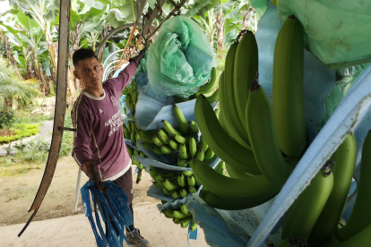 Producción. El 2020 no ha sido bueno para el banano, en su mayoría.