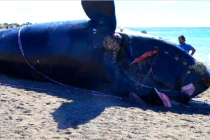 Imagen de la ballena varada a la que se le encontró plásticos en su sistema digestivo.