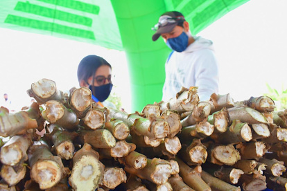 La situación. Las variedades antiguas no tienen la misma calidad ni buena productividad.