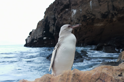 El guía naturalista Jimmy Patiño tomó una foto del pingüino blanco.