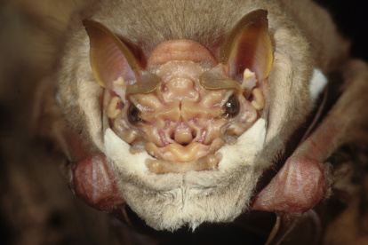 Primer plano del murciélago y su "máscara" de piel.