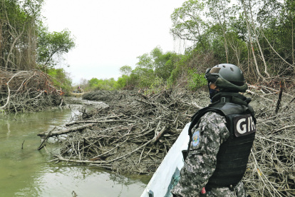 Hecho. Un agente del GIR observa una tala de manglar en el golfo.