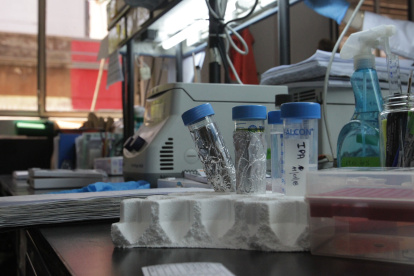 Científicos  afirman que han conseguido generar anticuerpos que reconocen células tumorales humanas.