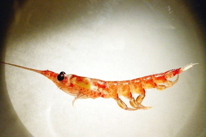 La muda de krill exporta más carbono al fondo marino de lo que los científicos pensaban
BAS
30/11/2020