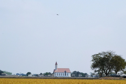 El arroz tiene buena producción en Santa Lucía.