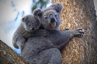 Los fuegos provocaron muertes, lesiones, traumas, inhalación de humo, estrés por calor, deshidratación.