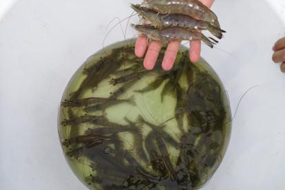 El camarón de Ecuador se vende más en China.