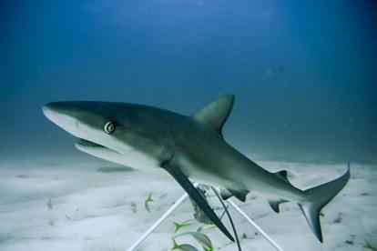 Un tiburón de arrecife en el Caribe