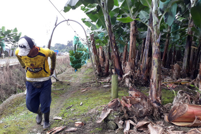 A lo largo de esta semana se llegó a pagar hasta 7,50 dólares por la caja de banano en el país.