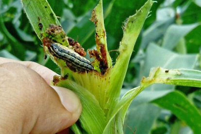 El gusano cogollero se come las hojas y la parte inferior de los tallos, afectando los rendimientos.