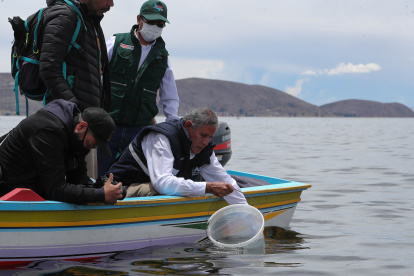 La liberación o siembra de crías de peces pasa por un proceso de captura de ejemplares adultos, desove, paso de los huevos por incubadoras hasta que los animales tengan la talla necesaria para que se los regrese al lago.