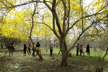 70

años

Hecho. Setenta años en promedio tiene cada uno de los guayacanes que se encuentran en Los Lojas.