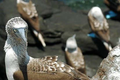 Un grupo de aves conocidas como "piqueros patas azules" fue registrado en las ecuatorianas Islas Galápagos.