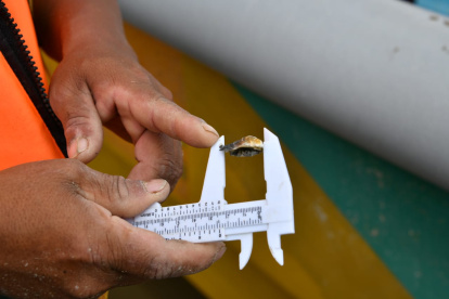 Las semillas de ostras miden un centimetro