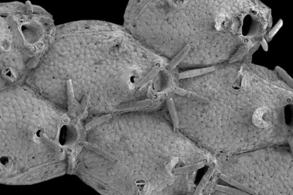 Un briozoo llamado Microporella funbio fue descubierto en un volcán de lodo submarino frente a la costa española.
ATLAS PROJECT
30/12/2020