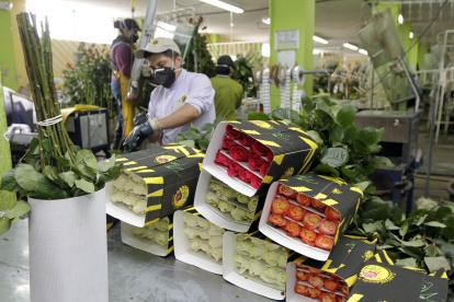 Desde noviembre, las rosas ingresaron al sistema del SGP. Antes debían pagar un 6,8% de arancel