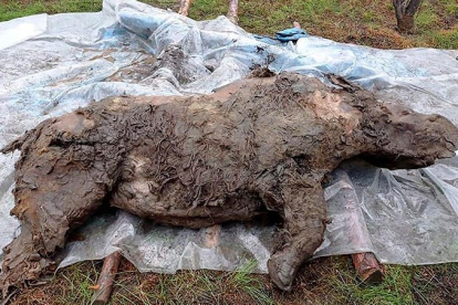 Aspecto del joven rinoceronte lanudo descubierto congelado en el permafrost de Yakutia
VALERY PLOTNIKOV
4/1/2021
