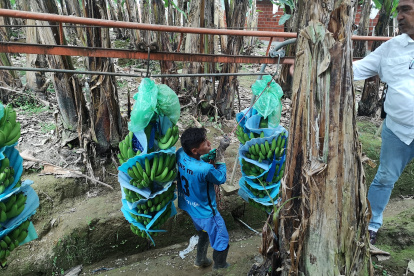 El banano ha tenido un desempeño estable a lo largo de la historia.