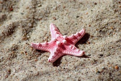 Imagen ilustrativa. Las estrellas de mar a lo largo de la costa del Pacífico no son tan afortunadas, ya que grandes cantidades de materia orgánica pueden robarles la capacidad de respirar.