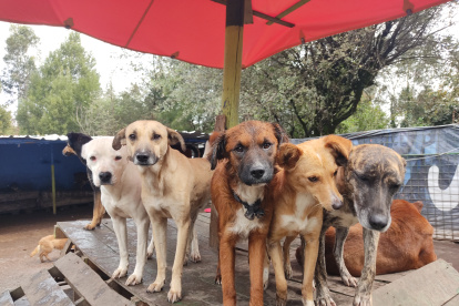 La fundación busca un nuevo espacio para poder trasladar a sus rescatados.