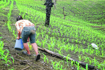 La producción de maíz duro se concentra en la provincia de Los Ríos, seguida por Manabí y Guayas.