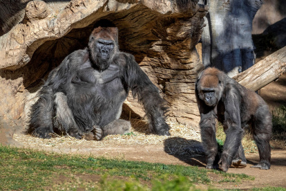 Fotografía cedida por el Parque Zoológico Safari de San Diego, en California (EE.UU.), en la que se observa a los gorilas del centro, el 10 de enero de 2021.