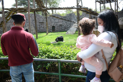 Dos osos andinos de avanzada edad son parte de la campaña de apadrinamiento. Necesitan medicinas y alimentos.