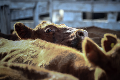 Una lagrima cae del ojo de una vaca que espera ser vendida para luego ser faenada, el 12 de enero de 2021, en el Mercado de Hacienda de Liniers, en la Ciudad de Buenos Aires (Argentina).