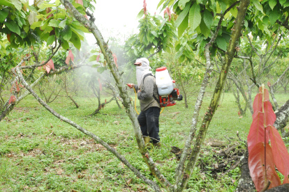 Ecuador, donde nació la primera planta de cacao, es el primer productor de la variedad fino de aroma del mundo.