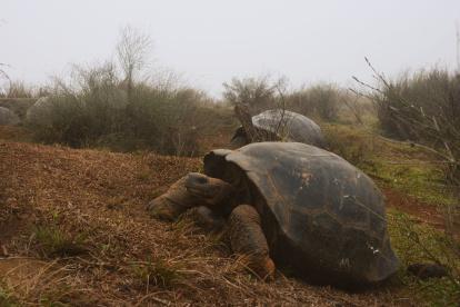 Dos tortugas Chelonoidis vandenburghi en la zona del volcán Alcedo, en las islas Galápagos.