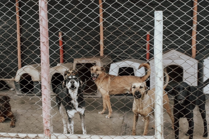 La nueva ordenanza buscará clasificar los refugios y albergues.