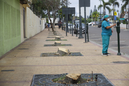 Ambiente. Este es el estado en el que quedaron los árboles ubicados al ingreso de Puerto Santa.