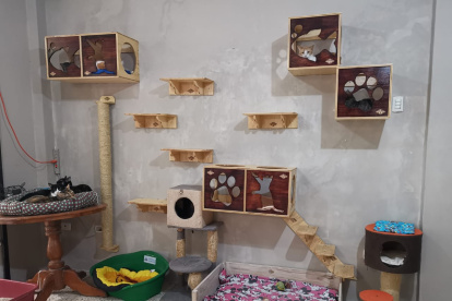 La fundación Yo Amo Animales cuenta con gimnasio para gatos desde noviembre pasado.
