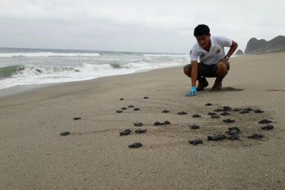 Fotografía del Ministerio del Ambiente de Ecuador de uno de los nidos de tortuga golfina en la playa Las Palmas