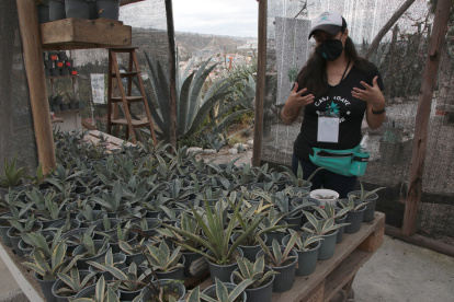 Conocida como la planta milenaria, el agave puede vivir hasta veinticinco años y llega a medir quince metros.