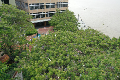 Población. Al menos cuatro especies de garzas se han apoderado de estas zonas. Los animales ya han hecho nidos.