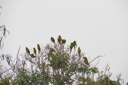 La Aratinga de Guayaquil, un ave de plumaje verde y máscara roja
